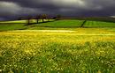 BUTTERCUP FIELD